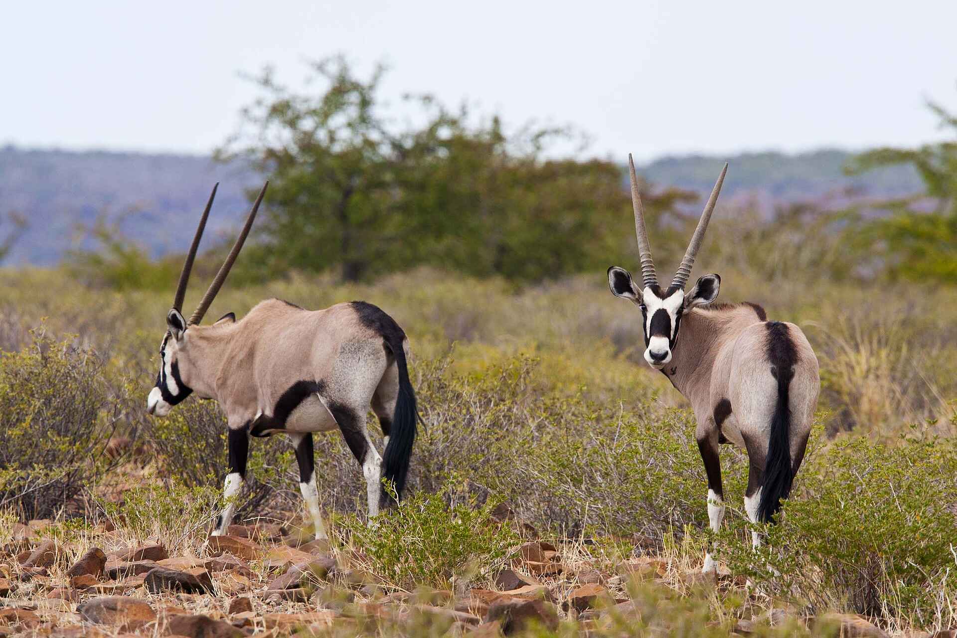 Grootberg Lodge: Oryxantilopen