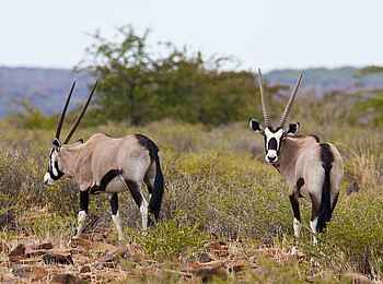 Grootberg Lodge: Oryxantilopen