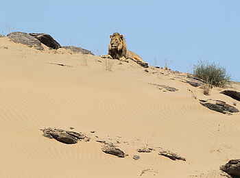 Hoanib Skeleton Coast Camp: Der König der Wüste Hoanib Skeleton Coast Camp: Der König der Wüste