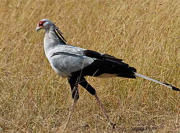 Karen Blixen Camp: Sekretär Karen Blixen Camp: Sekretär