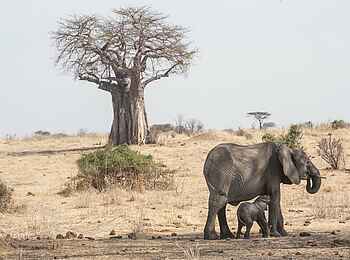 Kigelia Camp: Elefantenkuh mit Jungtier Kigelia Camp: Elefantenkuh mit Jungtier