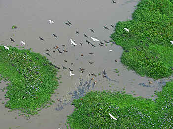 Kubatana Camp: Vögel über dem sumpfigen Ufer