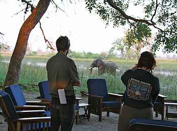 Kujwana Camp: Elefant in Campnähe