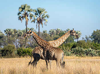 Kwetsani Camp: Zwei Giraffen