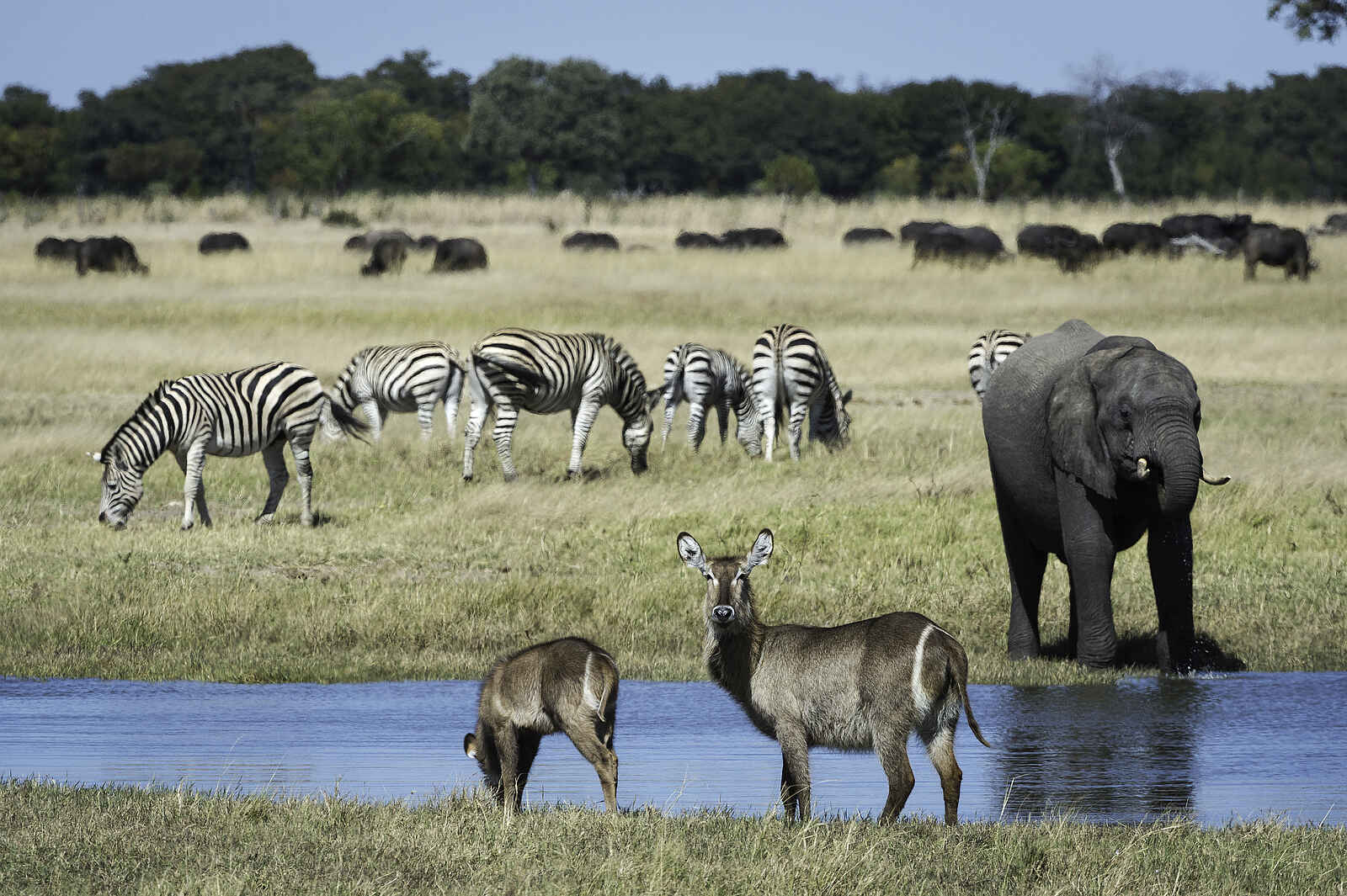 Linkwasha Camp: Gutbesuchte Wasserstelle Linkwasha Camp: Gutbesuchte Wasserstelle