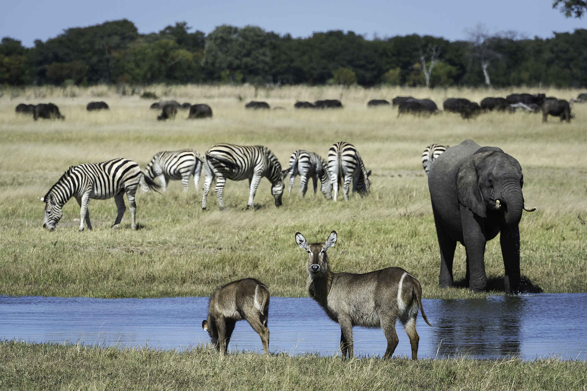 Linkwasha Camp: Gutbesuchte Wasserstelle linkwasha camp, landschaft, tiere