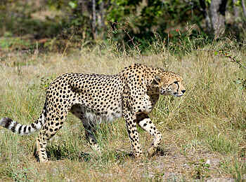 Linyanti Tented Camp: Gepard