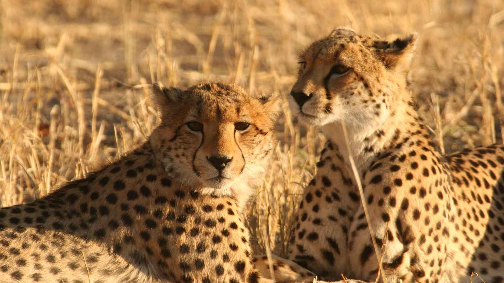 Machaba Camp: Geparden