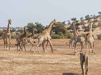 Mashatu Euphorbia Villas: Giraffenherde und Löwin