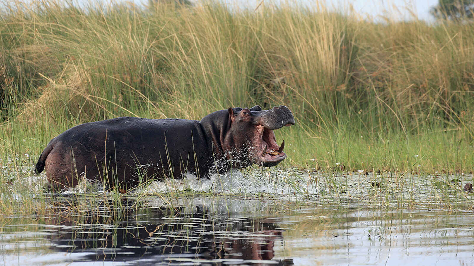 Mbamba: Nilpferd im Wasser Mbamba: Nilpferd im Wasser