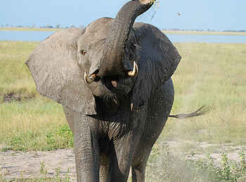 Muchenje Safari Lodge: Staubaufwirbeln