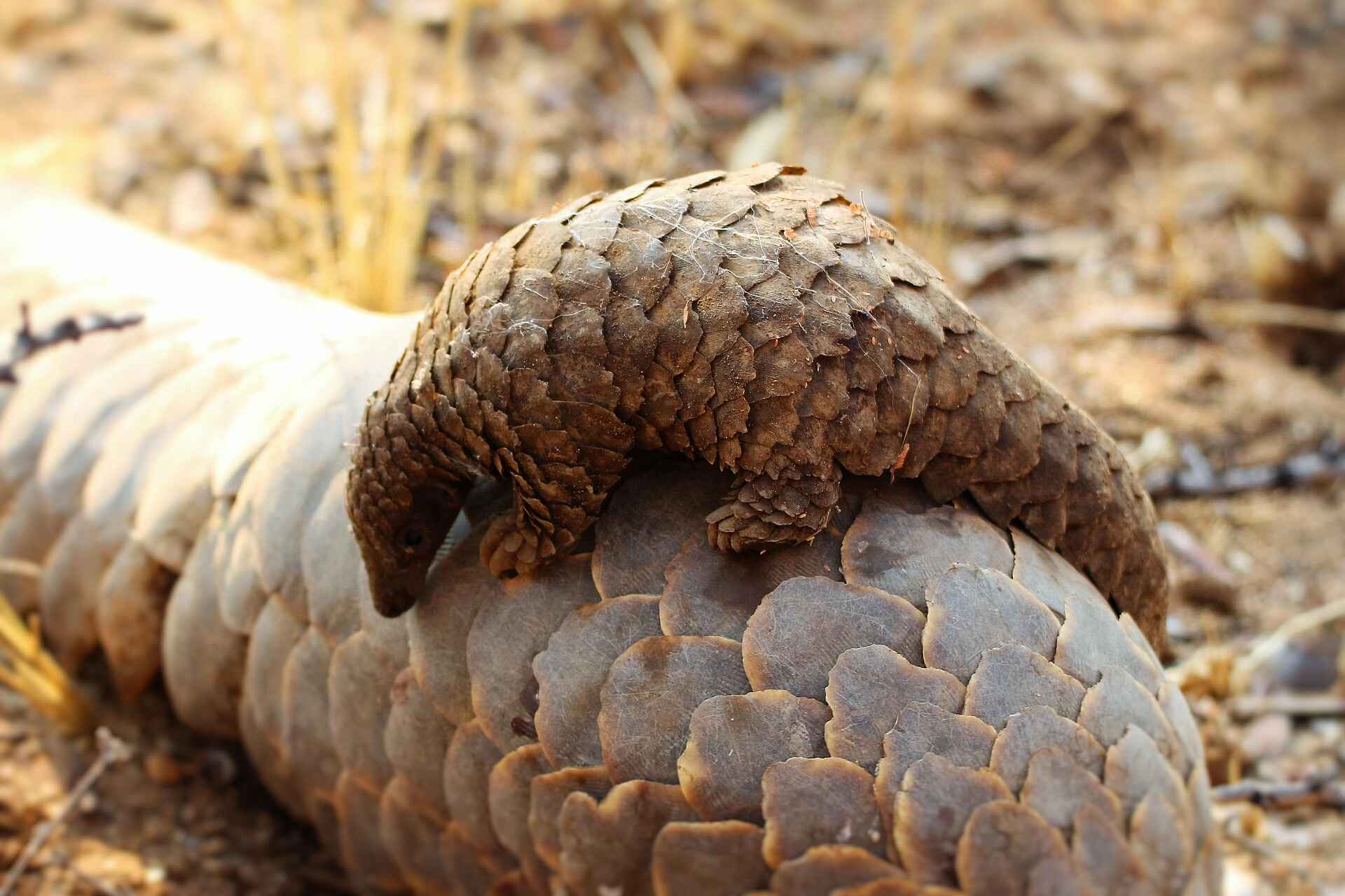 Okonjima Bush Camp: Schuppentier mit Jungtier