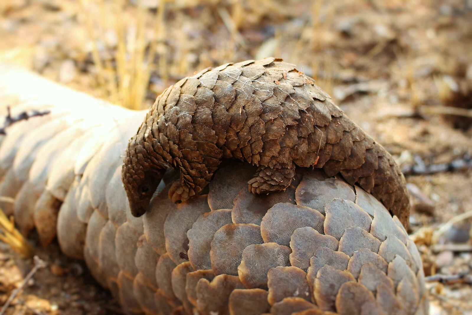 Okonjima Bush Camp: Schuppentier mit Jungtier Okonjima Bush Camp: Schuppentier mit Jungtier
