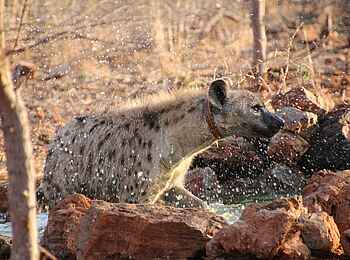 Okutala Lodge: Hyäne Okutala Lodge: Hyäne