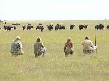 Ol Pejeta Bush Camp: Beobachtung einer Büffelherde