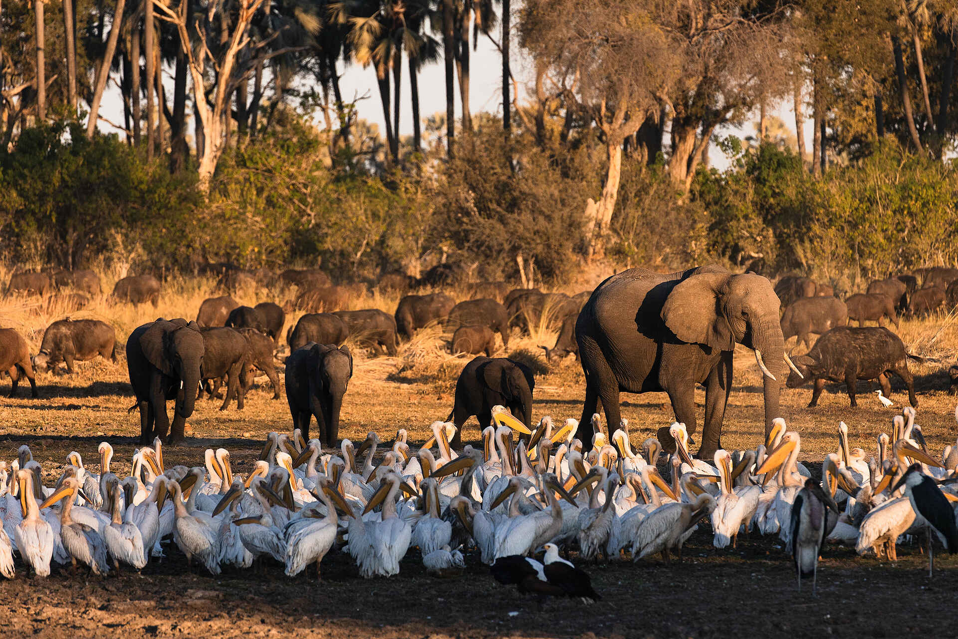Qorokwe Camp: Pelikane