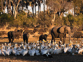 Qorokwe Camp: Pelikane