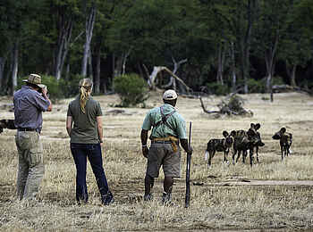 Ruckomechi Camp: Wildhundrudel Ruckomechi Camp: Wildhundrudel