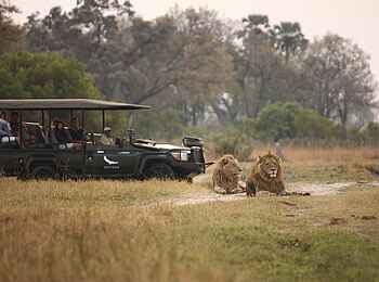 Sandibe under Canvas Camp: Game Drive