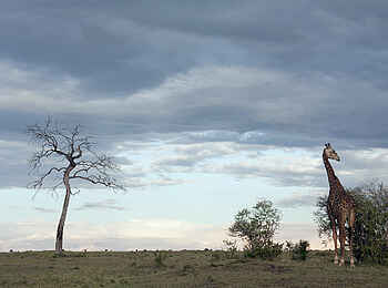 Serian Camp: Giraffe