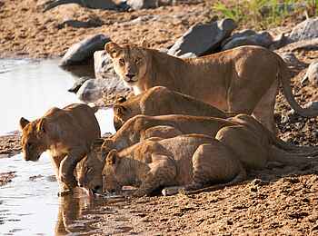 Serian Serengeti North: Löwenfamilie Serian Serengeti North: Löwenfamilie