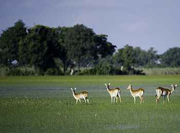 Tubu Tree: Rote Moorantilopen Tubu Tree: Rote Moorantilopen