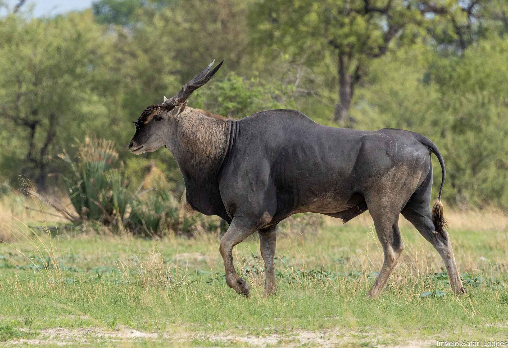 Tum Tum Treehouse Lodge: Eland Antilope