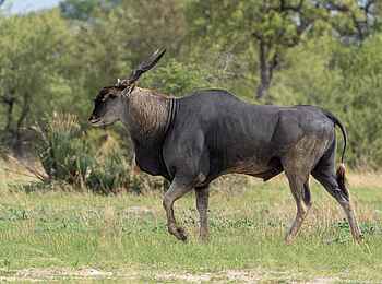 Tum Tum Treehouse Lodge: Eland Antilope
