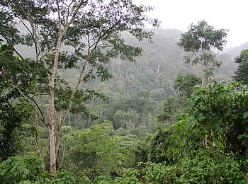 Volcanoes Bwindi Lodge: Dichtes Blattwerk im Regenwald