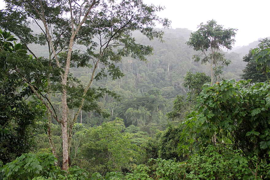 Volcanoes Bwindi Lodge: Dichtes Blattwerk im Regenwald Volcanoes Bwindi Lodge: Dichtes Blattwerk im Regenwald
