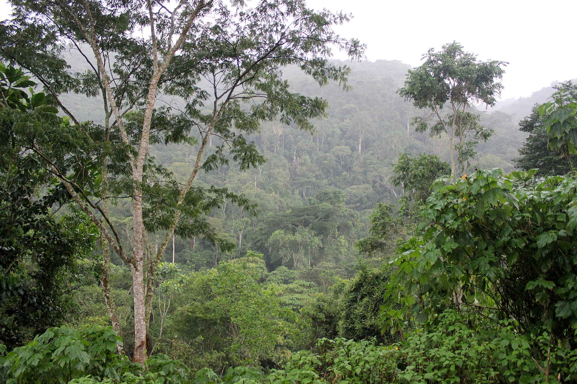 Volcanoes Bwindi Lodge: Dichtes Blattwerk im Regenwald