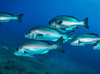 White Pearl Resorts: Schönheit des Meeres