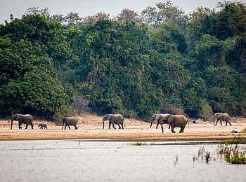 Chikwenya Camp: Elefantenherde
