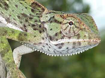 Frog and Fern Cottages: Chamäleon Frog and Fern Cottages: Chamäleon