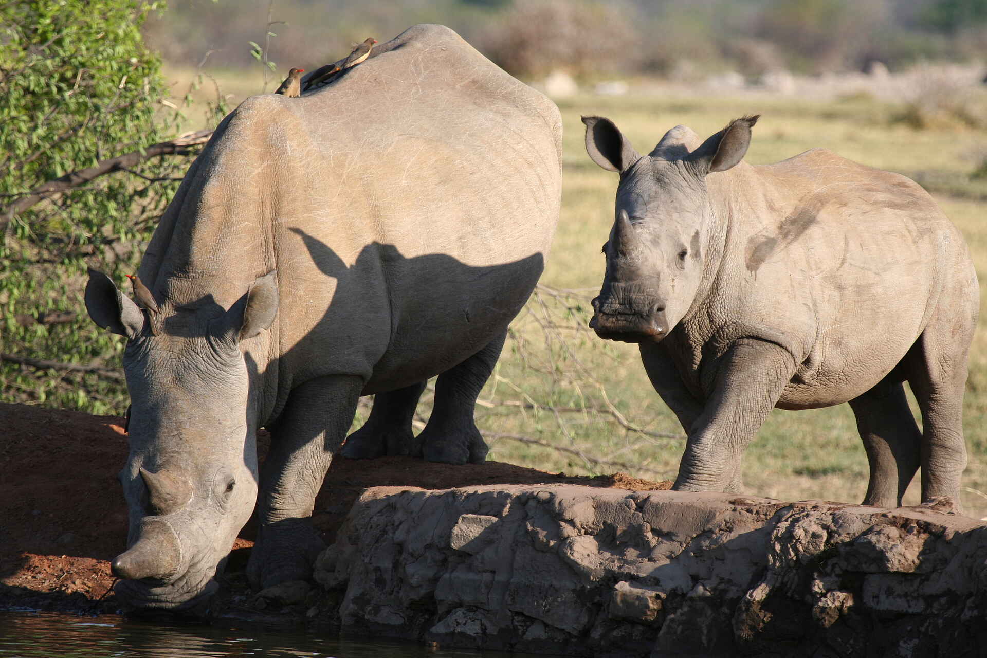 Jamala Madikwe Royal Safari Lodge, Lodge, Madikwe, Südafrika, Safaris und Aktivitäten, Nashorn, Afrikarma, Afrikarma Safaris, Afrikarma Safaris - Wildnis. Hautnah., afrikarma.de