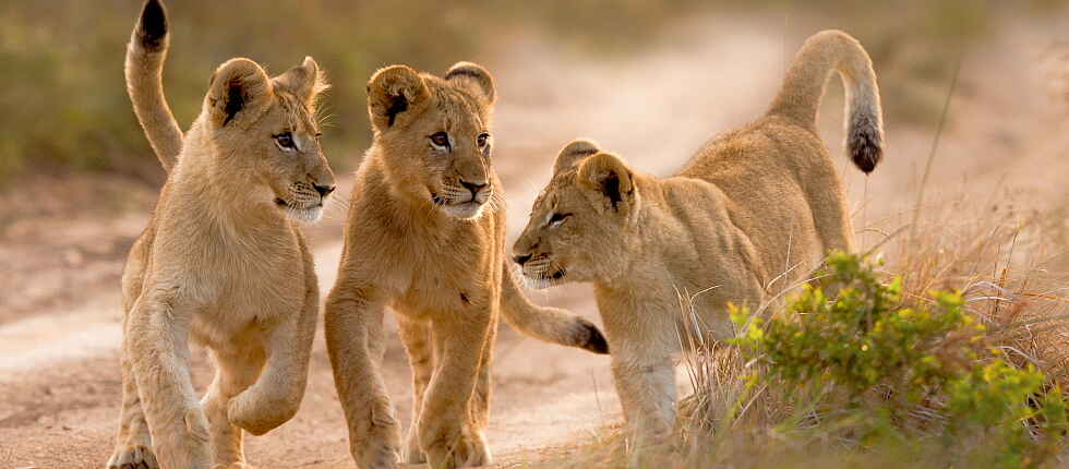 Kariega Settlers Drift Lodge: Löwenjunge beim Spielen