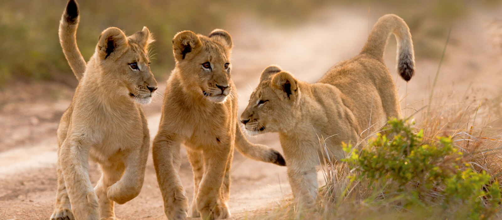 Kariega Settlers Drift Lodge: Löwenjunge beim Spielen Kariega Settlers Drift Lodge: Löwenjunge beim Spielen