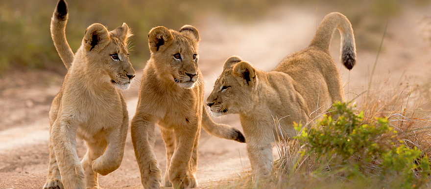 Kariega Settlers Drift Lodge: Löwenjunge beim Spielen Kariega Settlers Drift Lodge: Löwenjunge beim Spielen