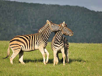 Kariega Settlers Drift Lodge: Zebras