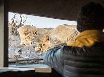 Mashatu Photographic Hide: Löwen auf Augenhöhe