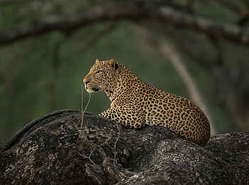 Nkonzi Bush Camp: Ausschauender Leopard Nkonzi Bush Camp: Ausschauender Leopard