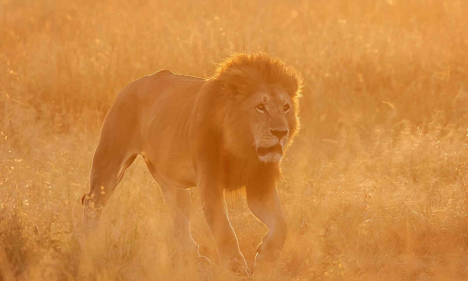 Porini Lion Camp: Ein Löwenmännchen Porini Lion Camp: Ein Löwenmännchen