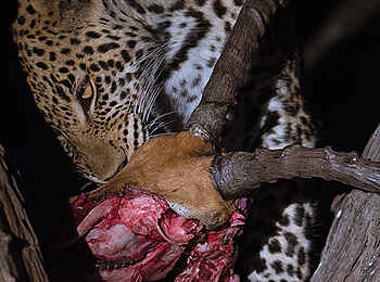 Robins Camp: Leopard mit Beute Robins Camp: Leopard mit Beute