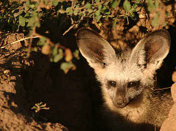 Tuli Safari Lodge Mashatu: Kleiner Löffelhund