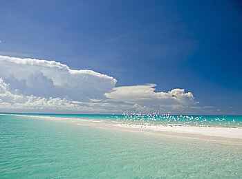 Anantara Medjumbe Island Resort: Seevögel