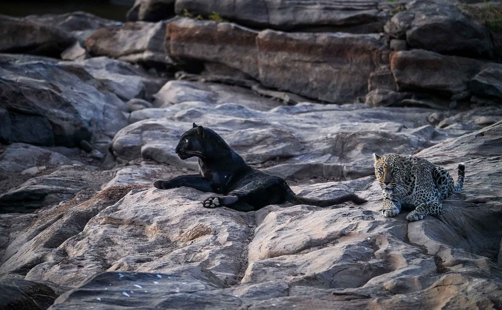andBeyond Suyian Lodge: Panther und Leopard