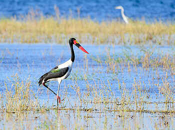 Changa Safari Camp: Ein Sattelstorch Changa Safari Camp: Ein Sattelstorch