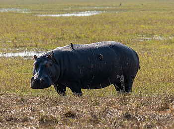Chisa Busanga Camp: Nilpferd