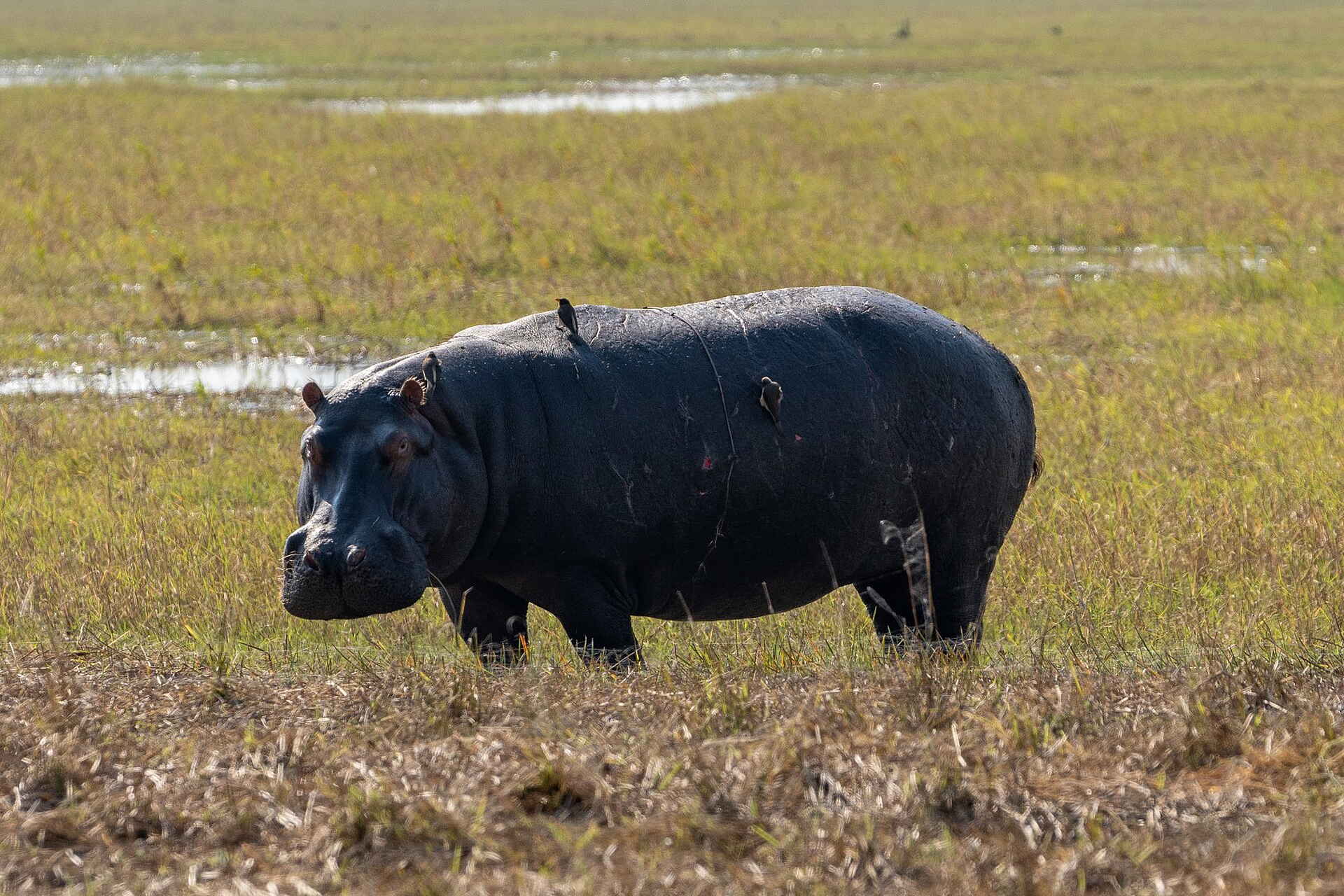 Chisa Busanga Camp: Nilpferd Chisa Busanga Camp: Nilpferd
