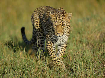 Entim Private Wing Camp: Leopard Entim Private Wing Camp: Leopard